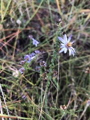 Symphyotrichum walteri