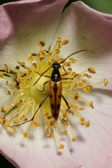 Stenurella septempunctata