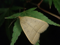 Simplicia niphona