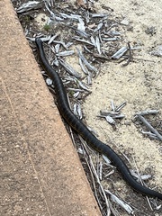 Notechis scutatus occidentalis