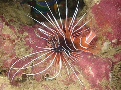 Pterois radiata