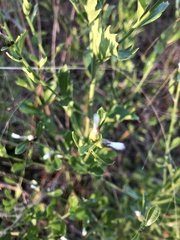 Baccharis glomeruliflora