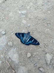 Jemadia