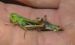 Stenobothrus lineatus