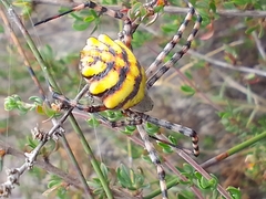 Argiope australis