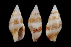 Mitrella bicincta
