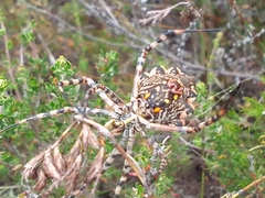 Argiope australis