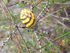 Argiope australis