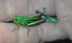 Stenobothrus lineatus