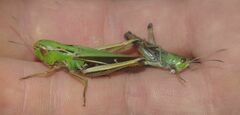 Stenobothrus lineatus