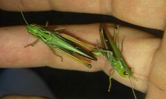 Stenobothrus lineatus