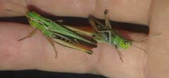 Stenobothrus lineatus