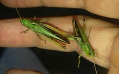 Stenobothrus lineatus