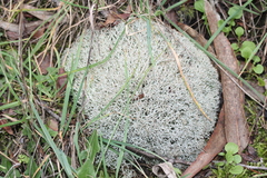 Cladonia rangiformis
