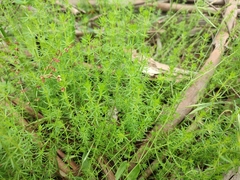 Asperula