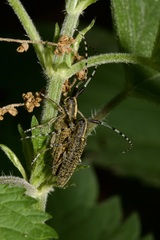 Agapanthia villosoviridescens