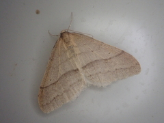 Operophtera rectipostmediana
