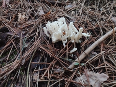 Clavulina rugosa