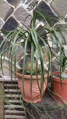 Beaucarnea recurvata