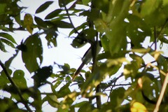 Terpsiphone paradisi