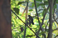 Rubigula flaviventris