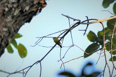 Culicicapa ceylonensis