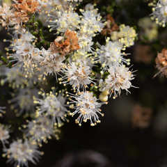 Microcybe multiflora