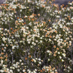 Microcybe multiflora