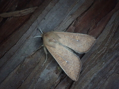 Mythimna pallidicosta