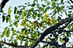 Pericrocotus speciosus