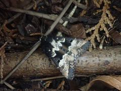 Phlogophora albovittata