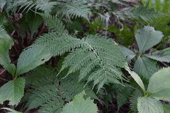 Athyrium yokoscense