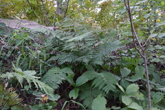 Athyrium yokoscense