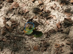 Anaxyrus terrestris