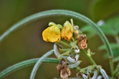 Senna hirsuta