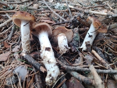 Cortinarius mucosus