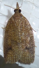 Planotortrix