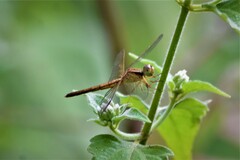 Neurothemis intermedia