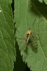 Limonia nigropunctata