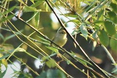 Phylloscopus humei