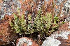 Cheilanthes lasiophylla