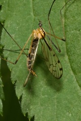 Limonia nigropunctata