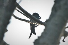 Dicrurus leucophaeus