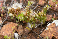 Rhodanthe pygmaea