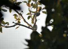 Dinopium benghalense