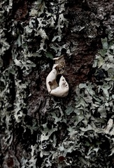 Cryptoporus volvatus