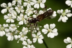 Molorchus umbellatarum