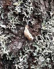 Cryptoporus volvatus