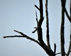 Machlolophus aplonotus