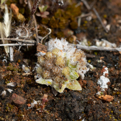 Chthonocephalus pseudevax